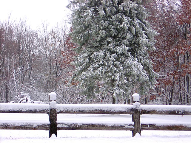 小雪+寒潮，禽畜水產(chǎn)如何應(yīng)對？