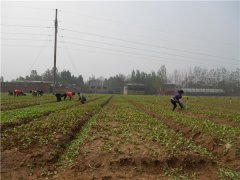 土壤養(yǎng)分速測儀的速測方法是什么？