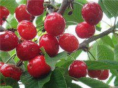 土壤養(yǎng)分速測(cè)儀是怎么測(cè)定土壤養(yǎng)分的？