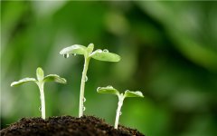 土壤水分速測儀指導農(nóng)戶大棚灌溉